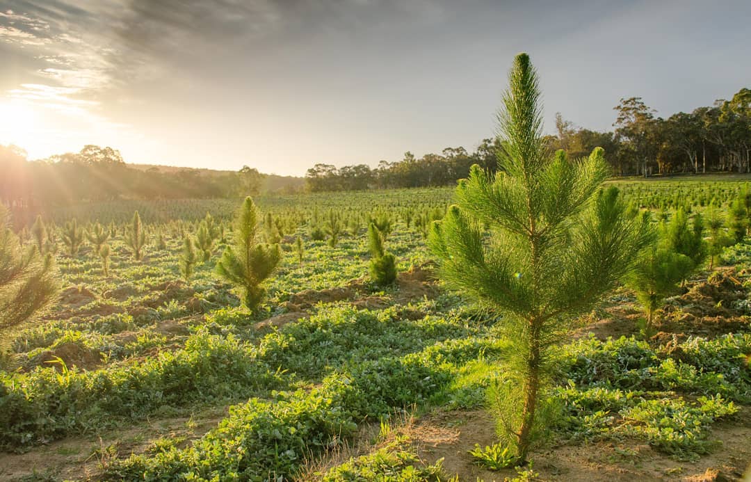 Why Use Treated Pine For Your Deck Frame?